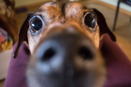 dog watching meの写真素材