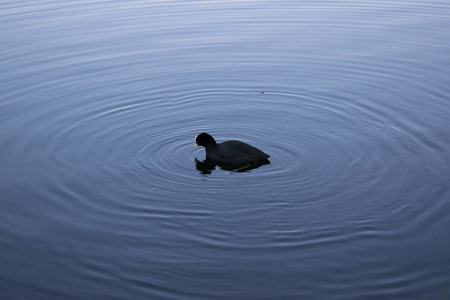 duck material designの写真素材