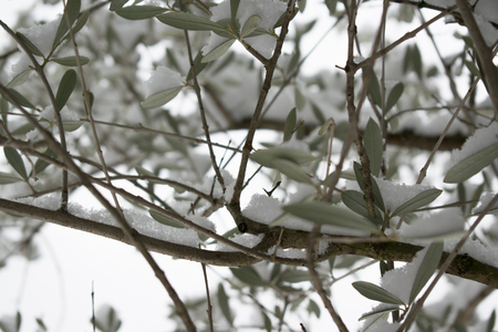 snow on treeの写真素材