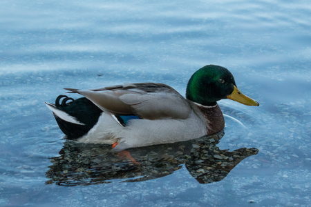 duck material designの写真素材