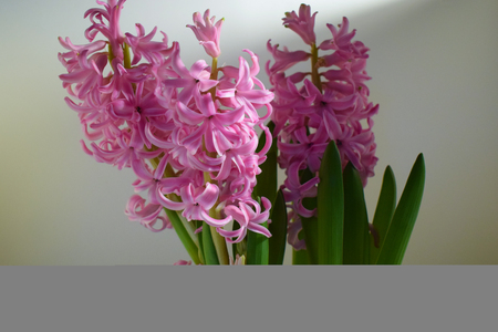 hyacinth bulb flowerの写真素材