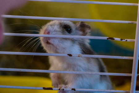 hamster watching meの写真素材
