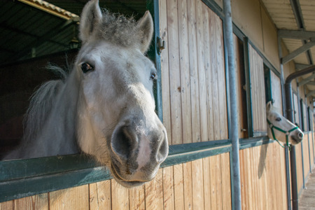 camargue horse portraitの写真素材