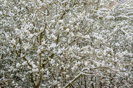 snow on treeの写真素材