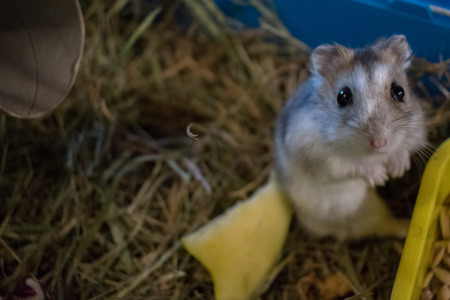 hamster watching meの写真素材