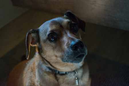 dog watching meの写真素材