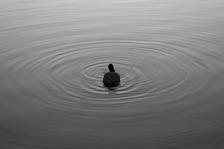 duck material designの写真素材