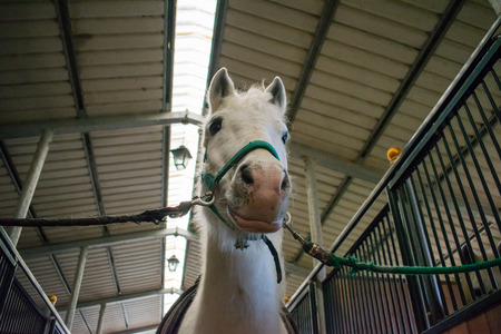 camargue horse portraitの写真素材
