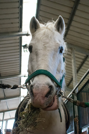 camargue horse portraitの写真素材
