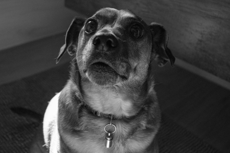 dog watching meの写真素材