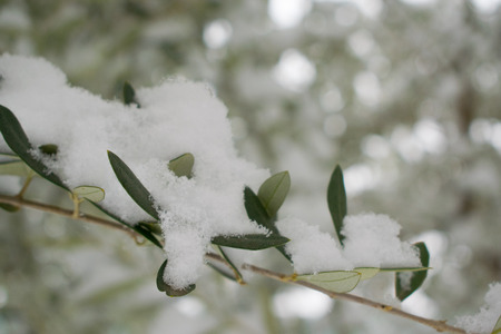snow on treeの写真素材