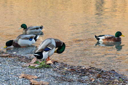duck material designの写真素材