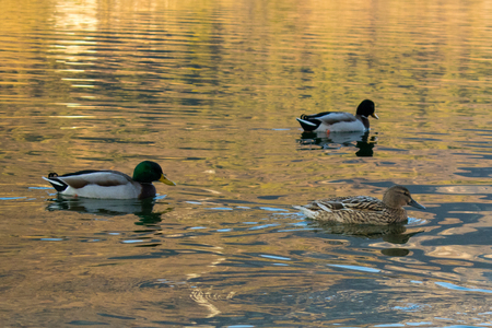 duck material designの写真素材