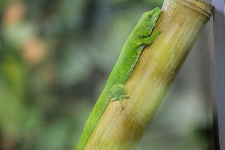 lizard in a zooの写真素材