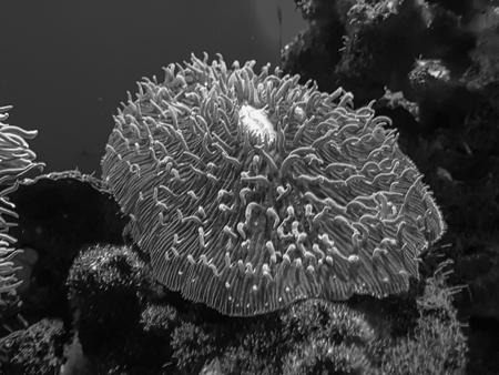 seaweed and coralの写真素材