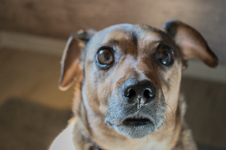 Dog close upの写真素材