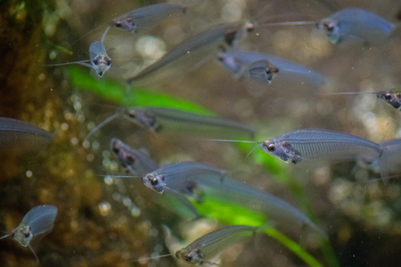 guppy fish in aquariumの写真素材