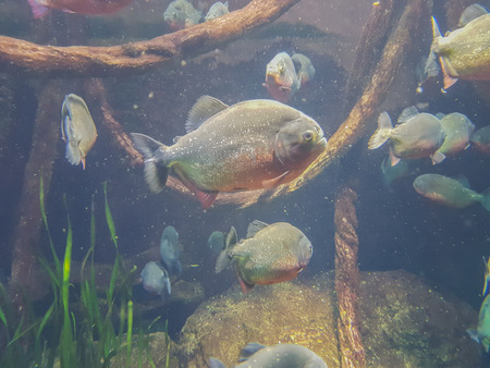 piranha in waterの写真素材
