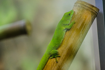 lizard in a zooの写真素材