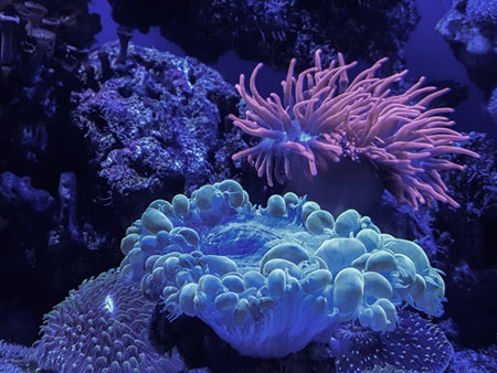 seaweed and coral