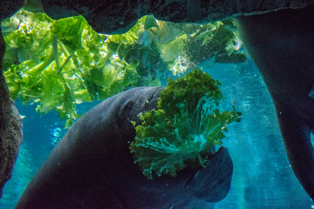 sea elephant eatingの写真素材