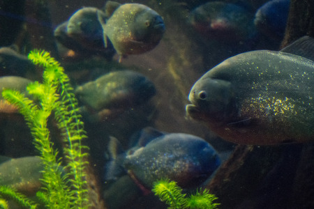 piranha in waterの写真素材