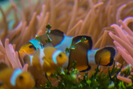 clownfish in aquariumの写真素材
