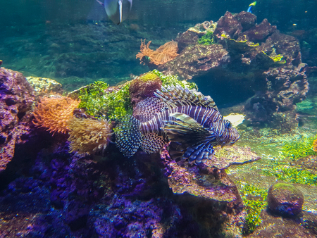 fish in  aquariumの写真素材