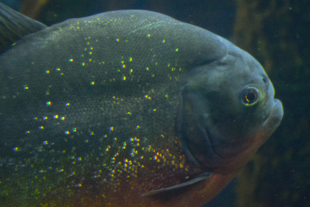 piranha in waterの写真素材