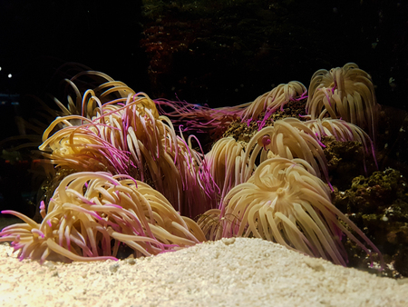 seaweed and coralの写真素材