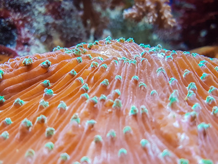 seaweed and coralの写真素材