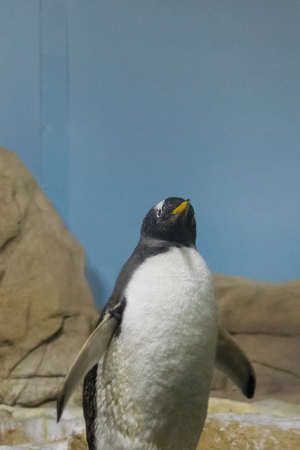 penguin on the rockの写真素材