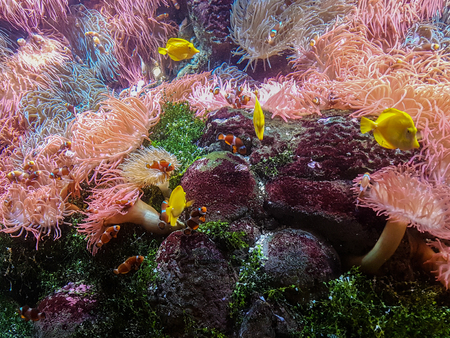 fish in  aquariumの写真素材