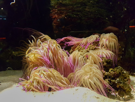 seaweed and coralの写真素材