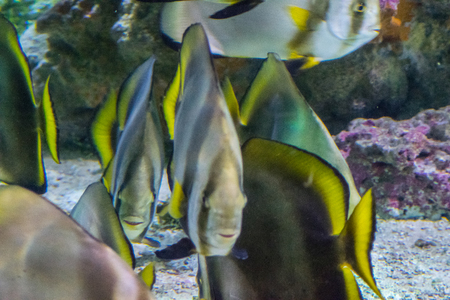 fish in aquariumの写真素材