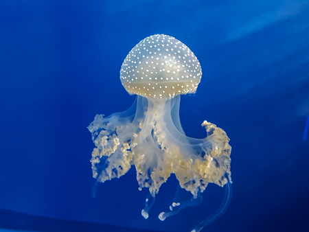 jellyfish in aquarium