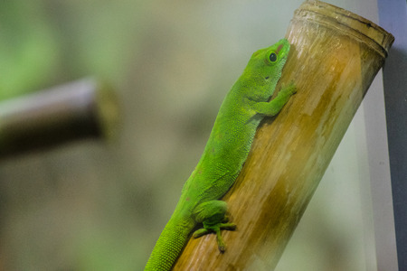 lizard in a zooの写真素材