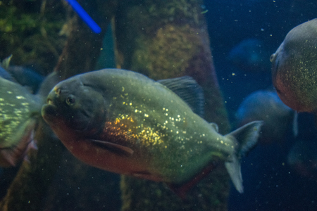 piranha in waterの写真素材