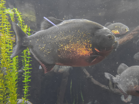 piranha in waterの写真素材