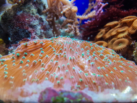 seaweed and coralの写真素材