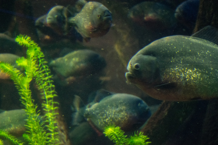 piranha in waterの写真素材