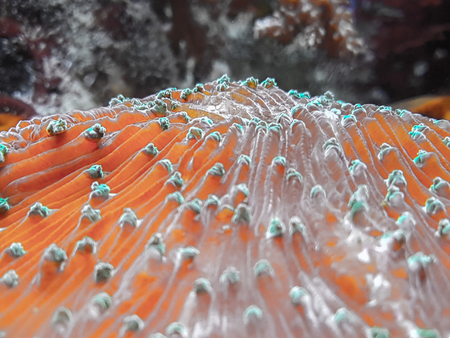 seaweed and coralの写真素材