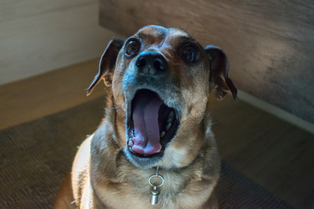 Dog opens his mounth in the roomの写真素材