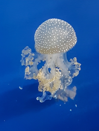 jellyfish in aquariumの写真素材