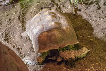 turtle in zooの写真素材