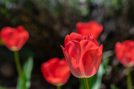 tulips my gardenの写真素材