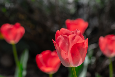 tulips my gardenの写真素材