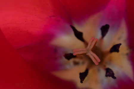 tulips my gardenの写真素材