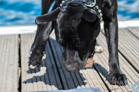 amstaff on the lakeの写真素材