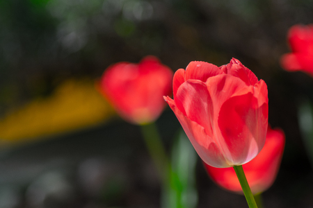 tulips my gardenの写真素材
